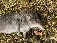 Sorex trowbridgii
