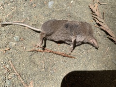 Sorex trowbridgii