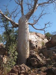 Adansonia gregorii