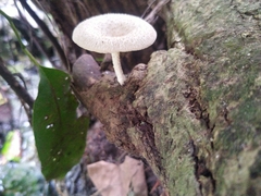 Lentinus squarrosulus