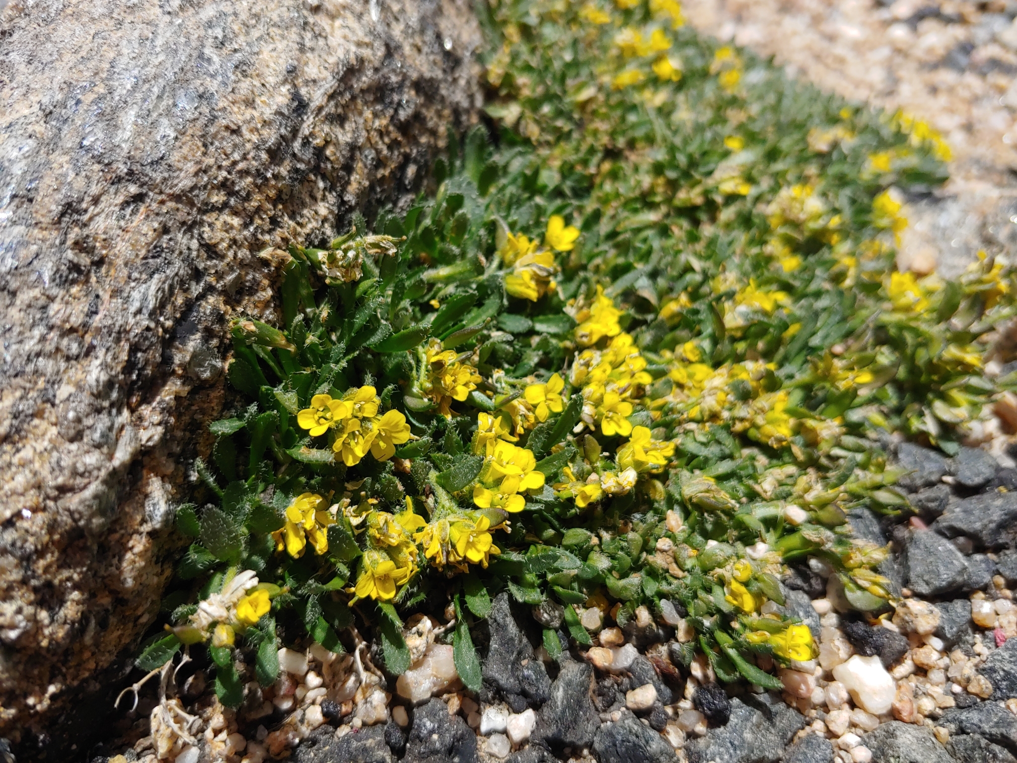 Draba grayana