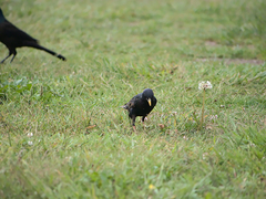 Sturnus vulgaris