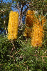 Banksia collina