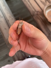Leptosemia takanonis