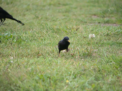 Sturnus vulgaris