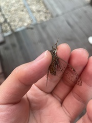 Leptosemia takanonis