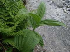 Veratrum album