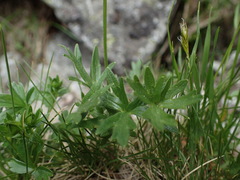 Ranunculus breyninus