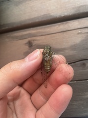 Leptosemia takanonis