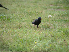 Sturnus vulgaris