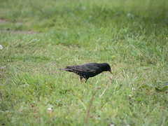 Sturnus vulgaris