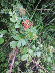 Rubus coreanus