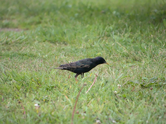 Sturnus vulgaris