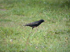 Sturnus vulgaris
