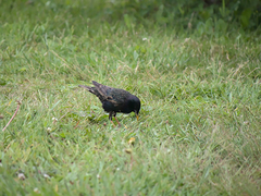 Sturnus vulgaris