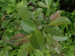 Salix silesiaca