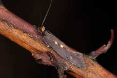 Proterodesma chathamica