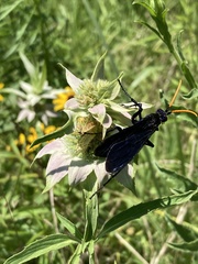 Pepsis menechma elegans