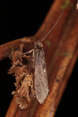 Proterodesma chathamica