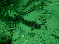 Cristiceps australis