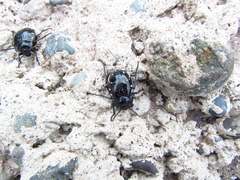 Gyriosomus marmoratus