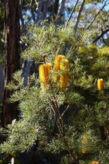 Banksia collina