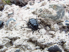 Gyriosomus marmoratus
