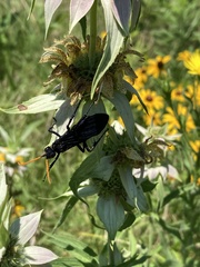 Pepsis menechma elegans