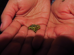 Rhinella atacamensis