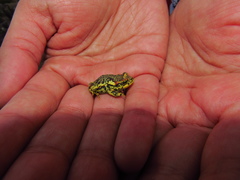 Rhinella atacamensis