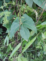 Mucuna gigantea