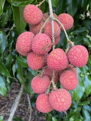 Litchi