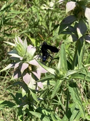 Pepsis menechma elegans