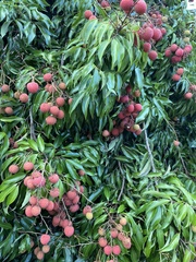Litchi