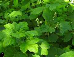 Ribes hudsonianum petiolare