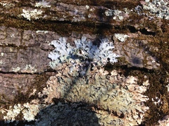 Parmotrema gardneri