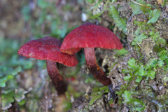 Dermocybe
