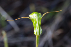Pterostylis alobula