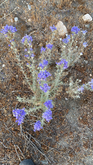 Eriastrum densifolium