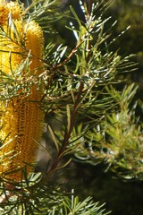 Banksia collina