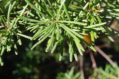 Banksia collina