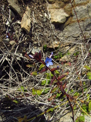 Plumbago caerulea