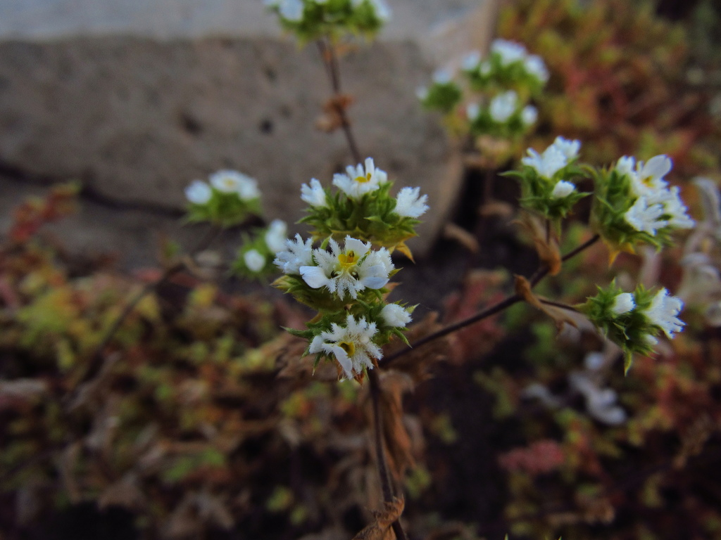 Triptilion gibbosum