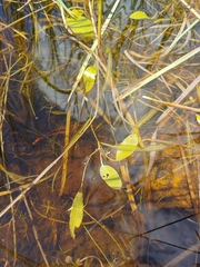 Potamogeton diversifolius