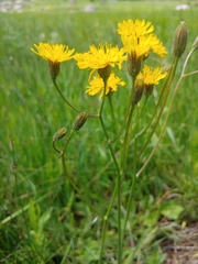 Crepis runcinata