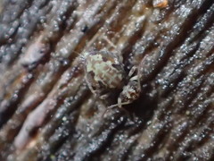 Ptenothrix maculosa