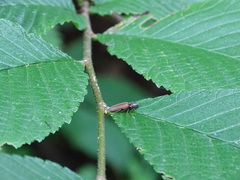 Hemicrepidius decoloratus