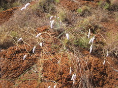 Ptilotus calostachyus