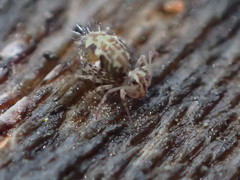 Ptenothrix maculosa