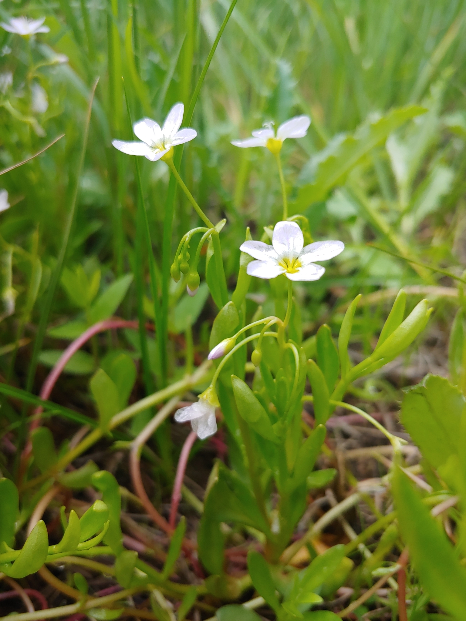 Montia chamissoi